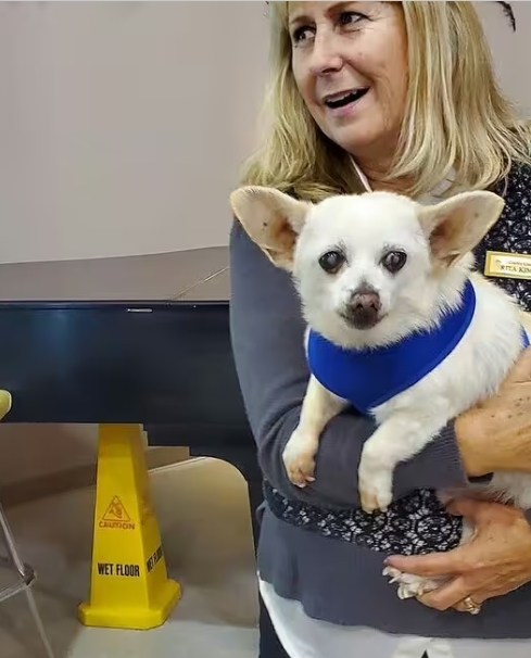 Найдена самая старая собака в мире: у этой крохи невероятная история жизни